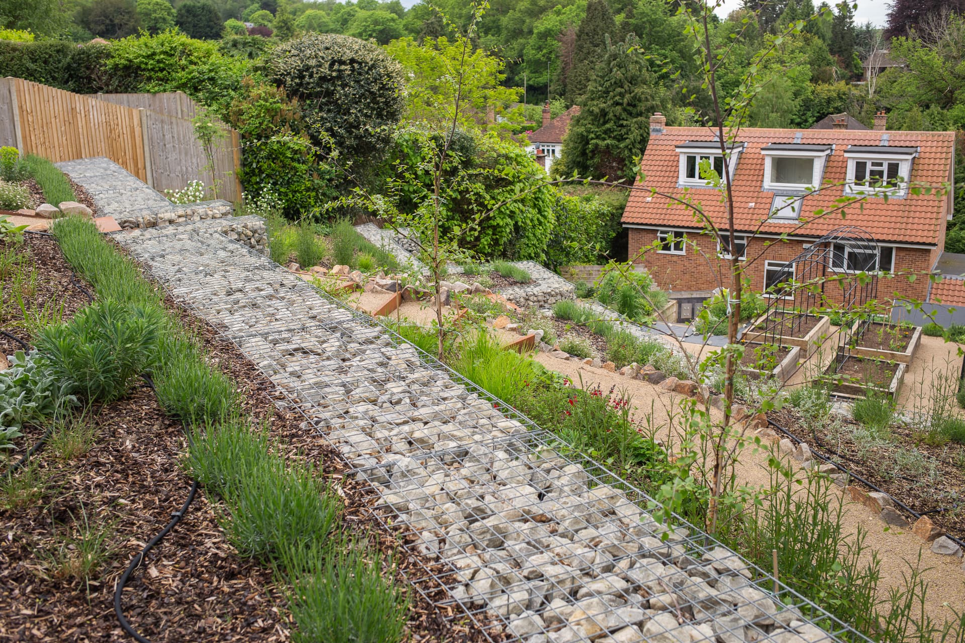 A terraced hillside garden with lavender, ornamental grasses and young trees planted along gabion walls